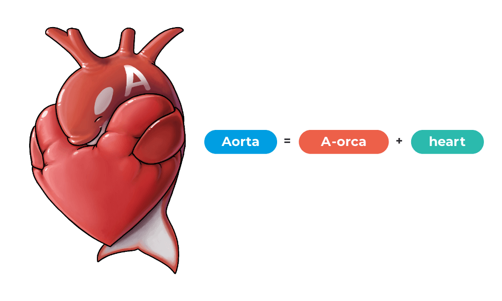 heart anatomy mnemonic